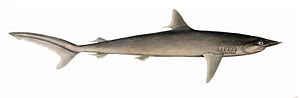 Иллюстрация Мюллера и Генле к оригинальному описанию шёлковой акулы