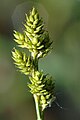 Carex curta