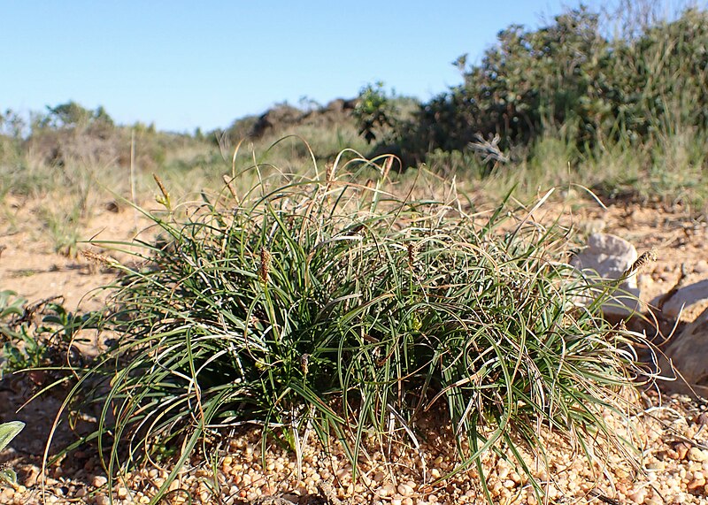 File:Carex halleriana kz02.jpg