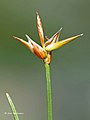 Carex pauciflora flower (15).jpg
