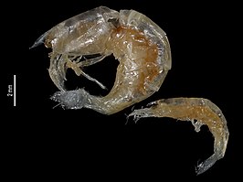 Caridina mertoni