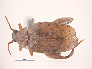 Caryedon gonagra dorsal.jpg