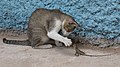 Image 5 Cat playing with a lizard (from සැකිල්ල:Transclude files as random slideshow/testcases/2)