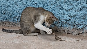 #6: Cat playing with a lizard. Attribution: Basile Morin (CC BY-SA 4.0)
