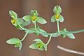 Catasetum complanatum flowers