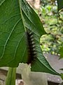 Caterpillar feeding on leaf