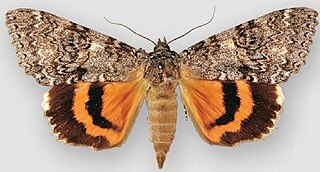 <i>Catocala unijuga</i> Species of moth