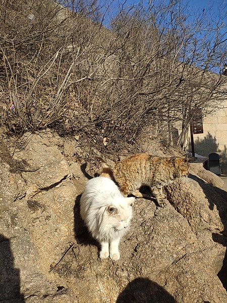 File:Cats on the Great Wall of China.jpg