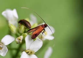 Opis tego obrazu, również skomentowany poniżej