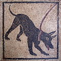 Mosaico cave canem. Museu arqueológico de Nápoles. Casa di Orfeo