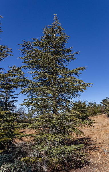 File:Cedrus brevifolia in Mt Tripylos, Troodos Mountains, Cyprus.jpg