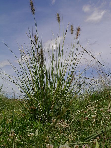 File:Cenchrus purpurascens plant1 (7762695498).jpg