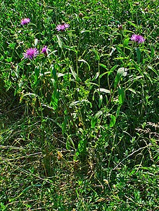 Centaurea jacea