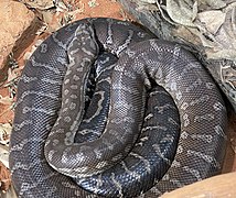 Zentralaustralischer Python