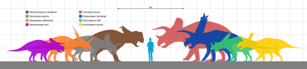 Size comparison of several members of Ceratopsidae (from left to right): Nasutoceratops, Styracosaurus, Centrosaurus, Pachyrhinosaurus, Eotriceratops, Triceratops, Pentaceratops, and Chasmosaurus Ceratopsidae Scale.svg