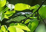 Thumbnail for File:Cerulean warbler (71350).jpg