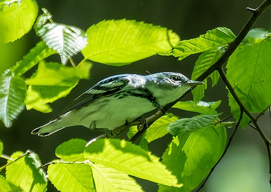 Cerulean warbler in Prospect Park