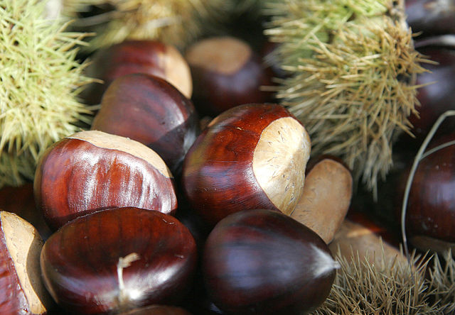 Chestnuts are both botanical and culinary nuts.