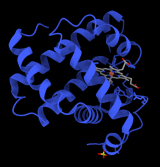 <span class="mw-page-title-main">Myoglobin</span> Iron and oxygen-binding protein