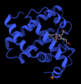 ChimeraX rendering of myoglobin (PDB 2SPL).png