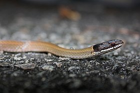 Chinese Mountain Snake (Sibynophis chinensis) 黑頭劍蛇4.jpg