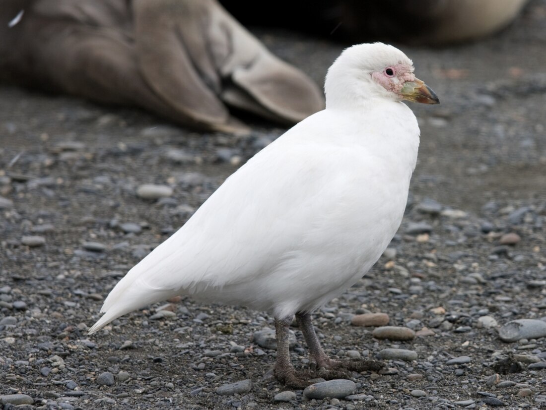 Snowy sheathbill