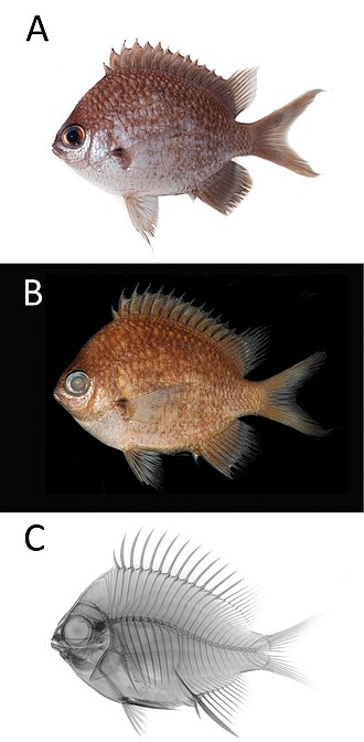 The Holotype specimen directly after capture, as preserved, and radiographed Chromis bowesi (PNM 15359) 01.jpg
