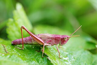 <i>Chrysochraon</i> Genus of grasshoppers