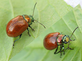 Chrysolina polita