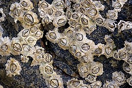 Chthamalus stellatus sur l'estran battu, associé au lichen Lichina pygmaea.