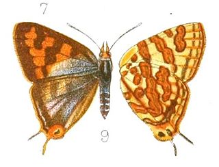 <i>Cigaritis homeyeri</i> Species of butterfly