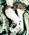 Cladonia cariosa-5.jpg