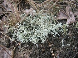 Cladonia rangiferina