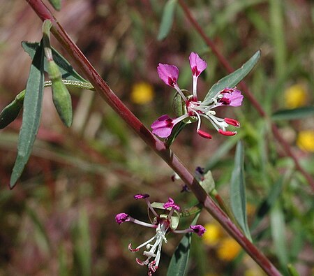 Clarkia exilis