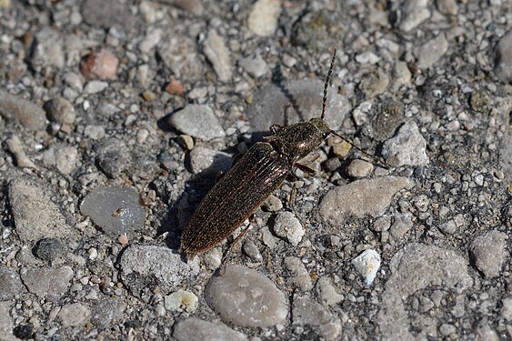 Beetle (Coleoptera)