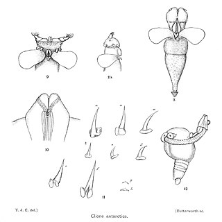 <i>Clione antarctica</i> Species of gastropod