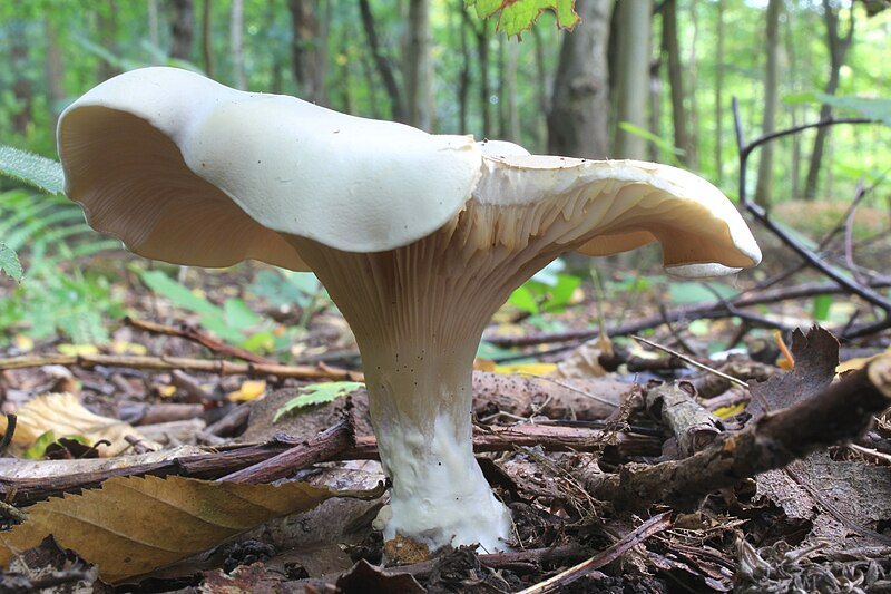 File:Clitocybe phyllophila, Frosty Funnel, UK.jpg