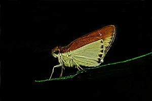 Close wing Leaftopping position of Iton semamora (Moore, 1866) – Common Wight WLB DSC 7667.jpg