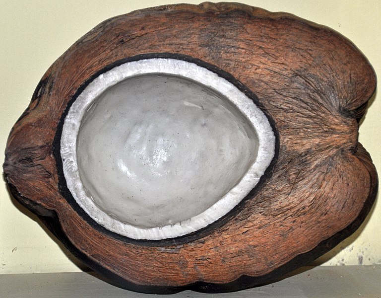 File:Cocos nucifera (coconut) 2 (39384972311).jpg