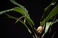 Coelogyne monilirachis