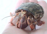 Coenobita clypeatus (Caribbean hermit crab)