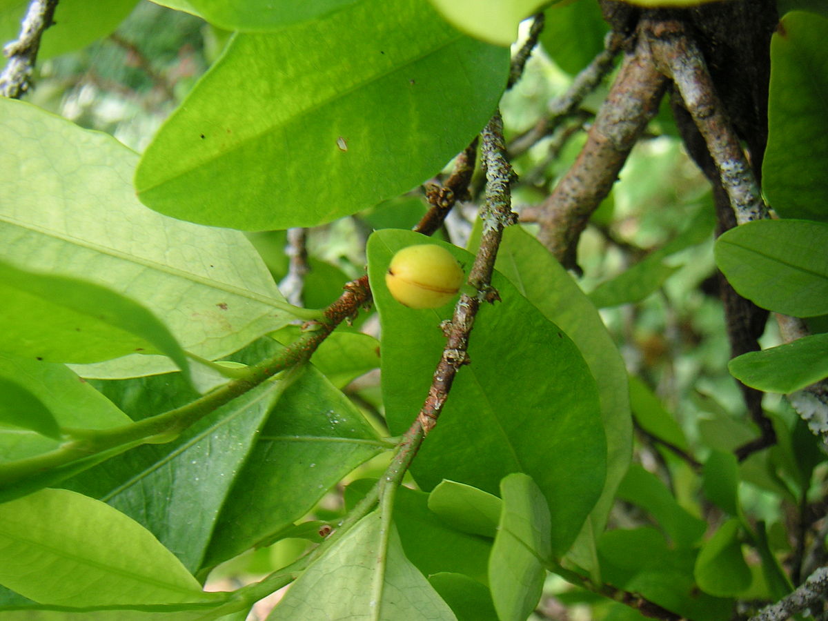 Erythroxylum coca - Wikipedia