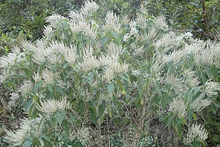 <i>Colebrookea</i> Genus of flowering plants