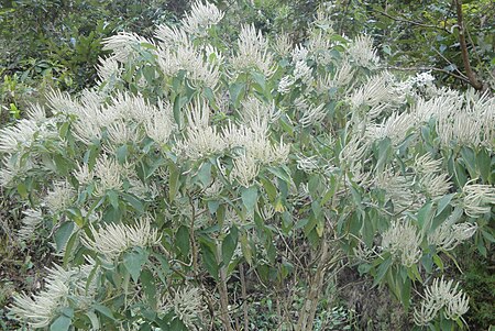 Colebrookea oppositifolia