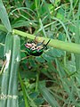 * Nomination: Green Black spotted Bug fly (Coleoptera) at Rajbiraj, Saptari, Nepal --Tulsi Bhagat 02:22, 30 August 2015 (UTC) * * Review needed