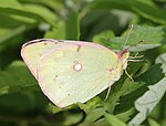 Colias erate – Weibchen