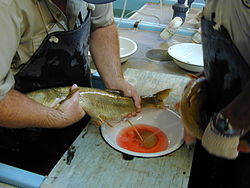 Stripping eggs Colorado Pikeminnow spawn 05-25-05 (62).JPG