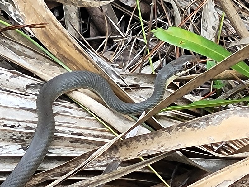 File:Coluber constrictor ssp. paludicola.jpg