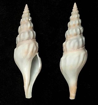 <i>Comitas vezo</i> Species of sea snails