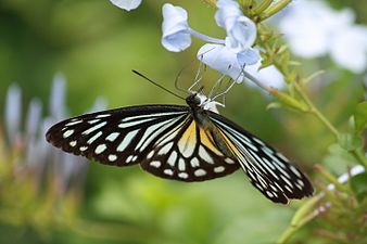 Dorsal view (female, form philomela)